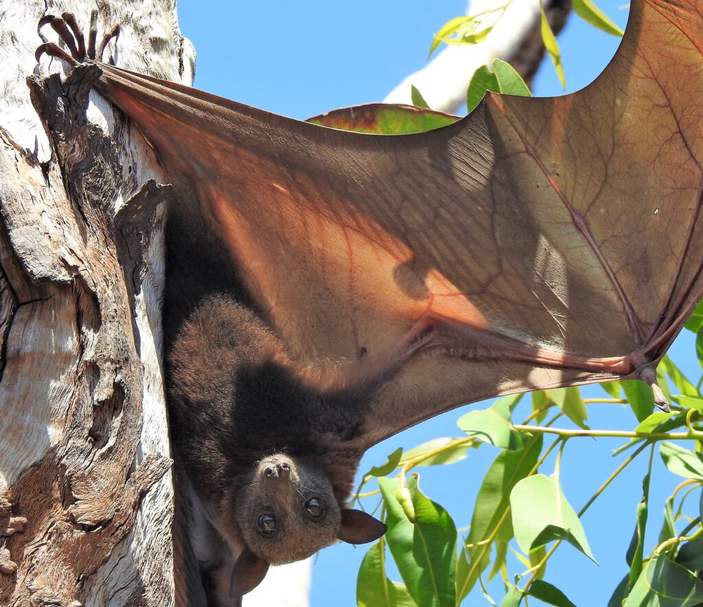 flying fox (native bat)