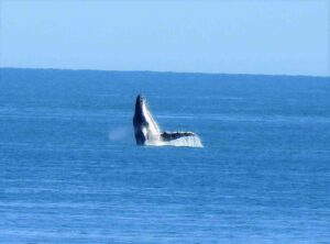 whale jumping