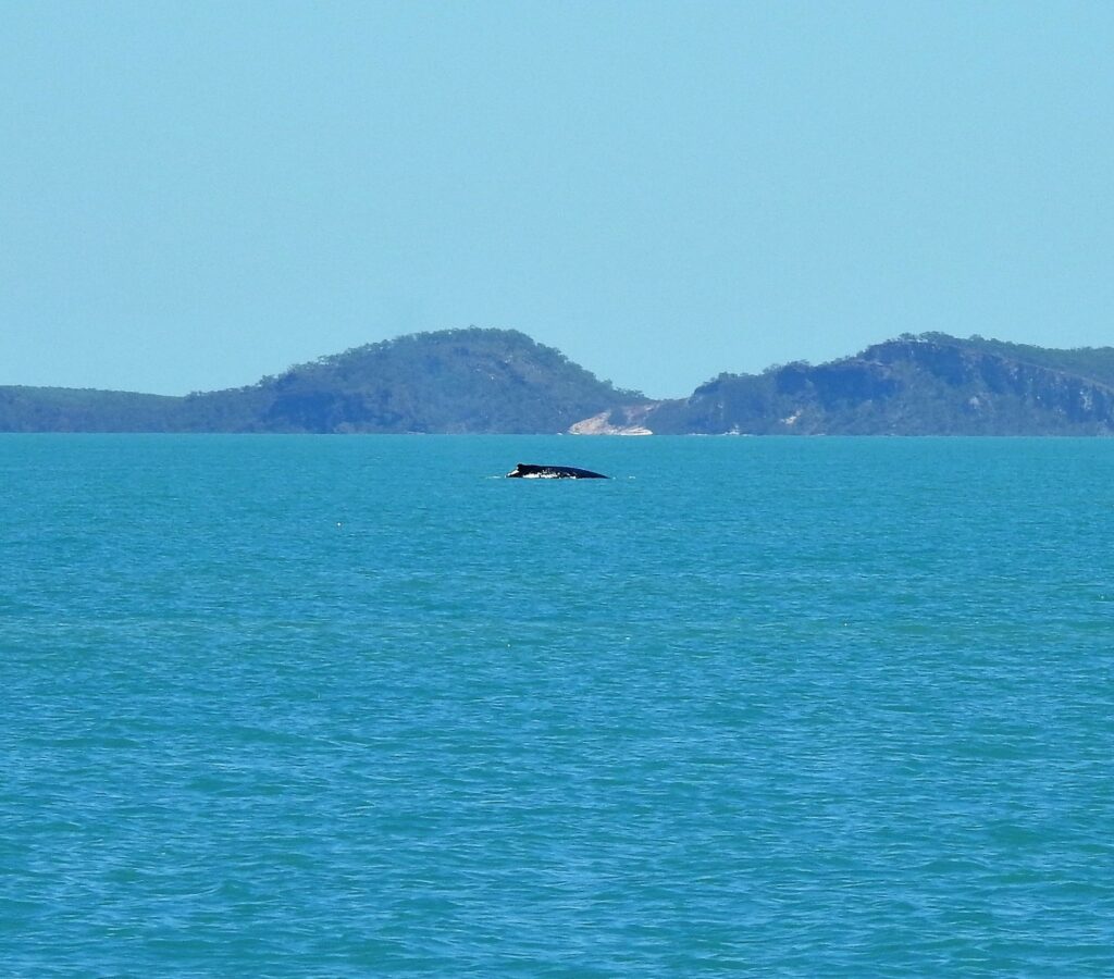 Humpback whale